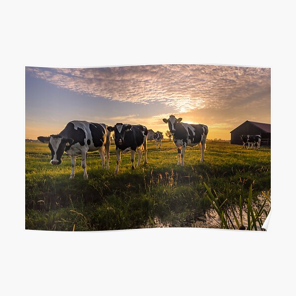 Cows in a Field Poster
