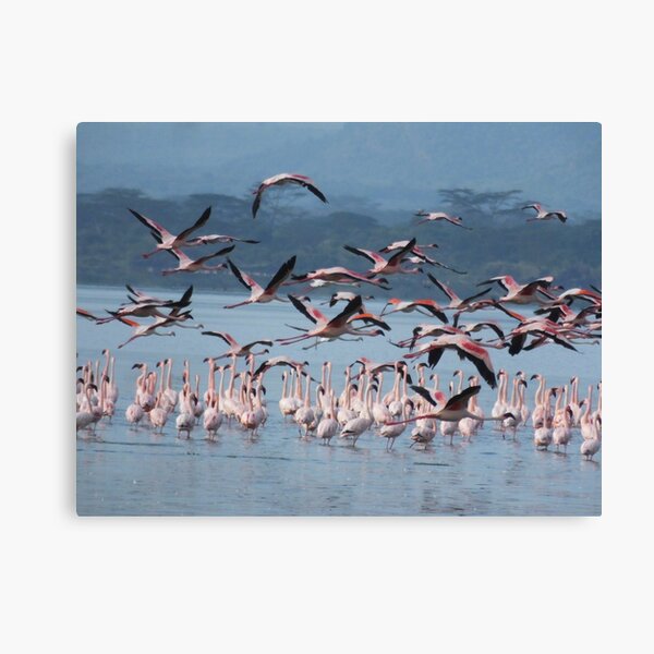 Flamingoes in flight Canvas Print