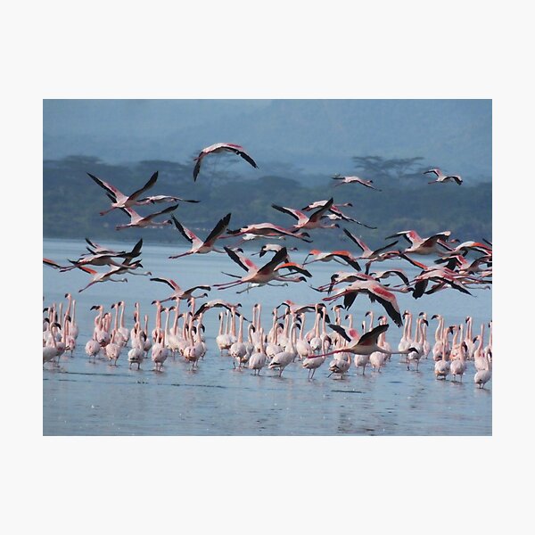 Flamingoes in flight Photographic Print