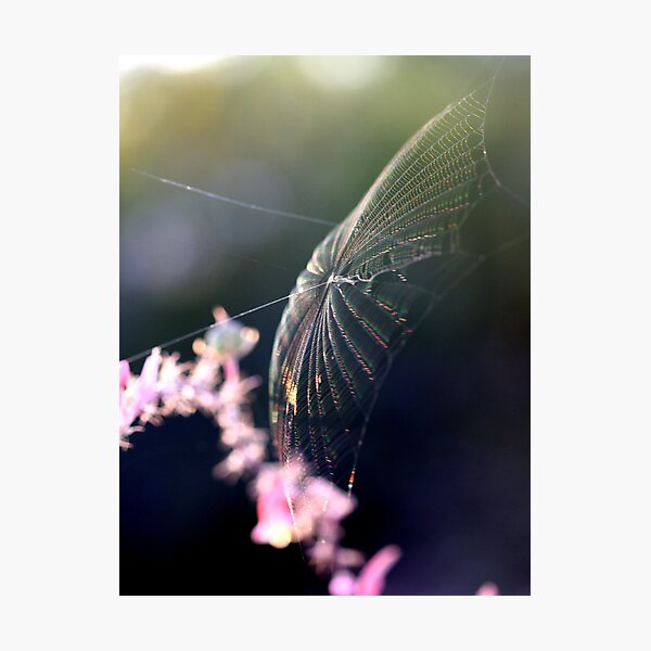 Item preview, Webmaster designed and sold by Stephanie  Newbold.