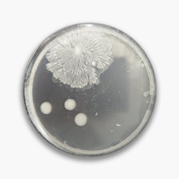 Item preview, Intricate bacterial colonies on PCA designed and sold by Fromthelab.