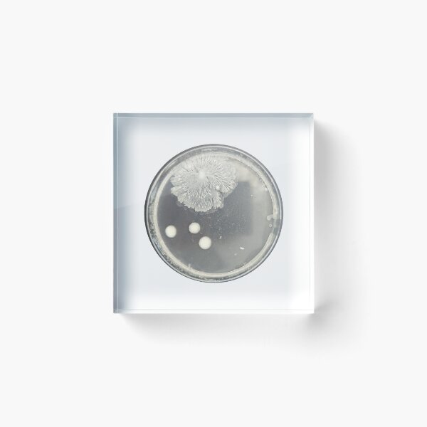 Item preview, Intricate bacterial colonies on PCA designed and sold by Fromthelab.