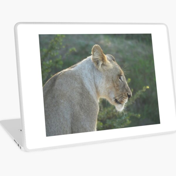 Masai lion - 2 Laptop Skin