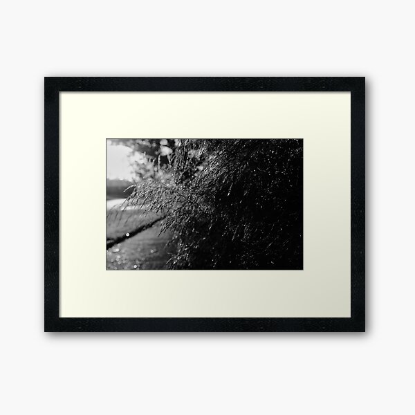 Asparagus Plant Sunrise Sidewalk Framed Art Print