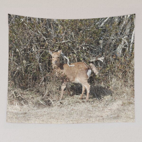 Item preview, Sika Deer, Wildlife Gifts, Wild Animals designed and sold by Sandra O'Toole.