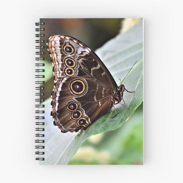 Item preview, Butterfly designed and sold by KBarrett-ForAwe.