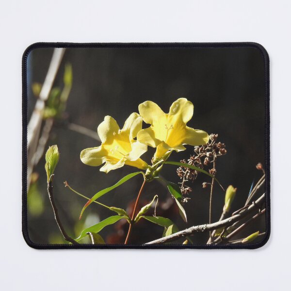 Item preview, Yellow jessamine wildflowers, nature, gifts  designed and sold by Sandra O'Toole.