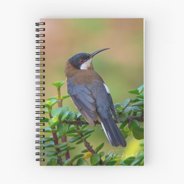 Item preview, Eastern Spinebill designed and sold by Steve Randall.