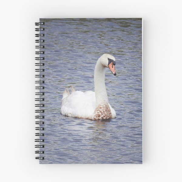 Item preview, Mute Swan, Wild Birds, Wildlife Gifts designed and sold by Sandra O'Toole.