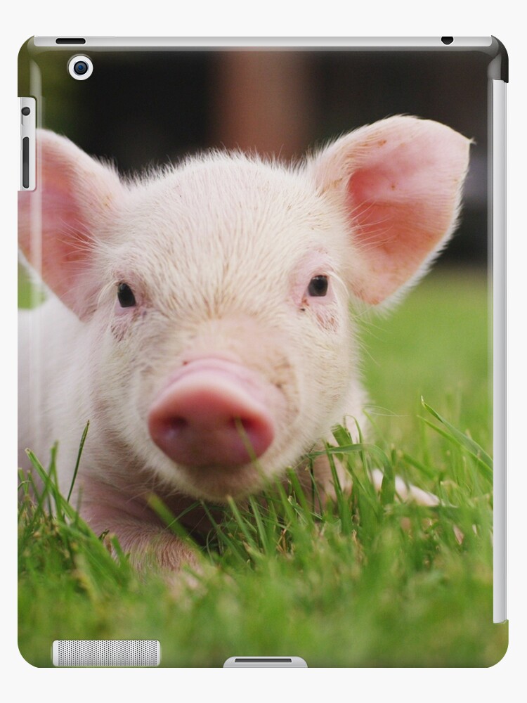 Coque Et Skin Adhesive Ipad Petit Cochon Porcelet Bebe Par Dv Ltd Redbubble