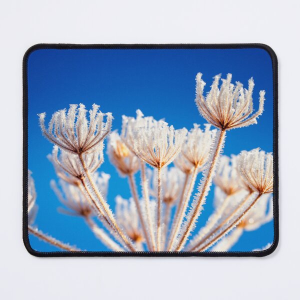 Item preview, Frost covered Queen Anne's Lace by heidiannemorris © designed and sold by FOLK ART FUSION.