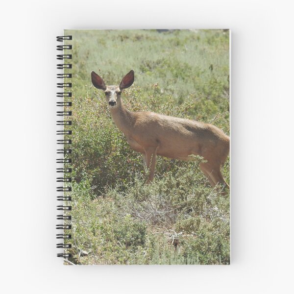 Item preview, Mule Deer, wild animals, wildlife gifts designed and sold by Sandra O'Toole.