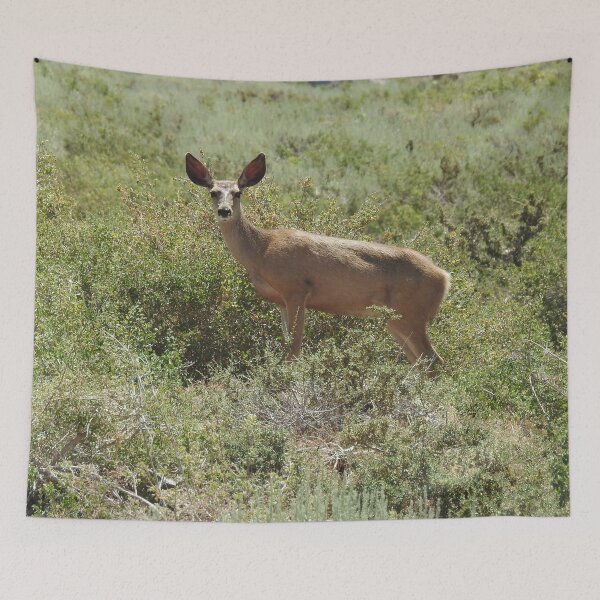 Item preview, Mule Deer, wild animals, wildlife gifts designed and sold by Sandra O'Toole.