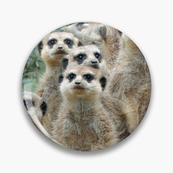 Artikelvorschau, Meerkat 012 entworfen und verkauft von JAMFoto.