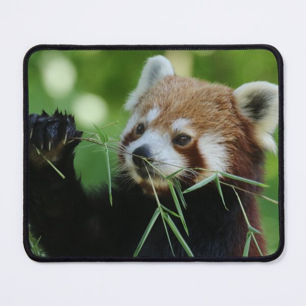 Item preview, Red Panda 002 designed and sold by JAMFoto.
