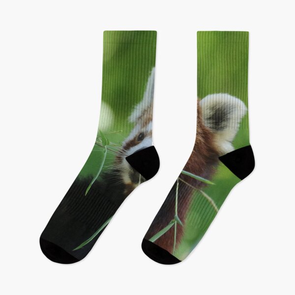 Item preview, Red Panda 002 designed and sold by JAMFoto.