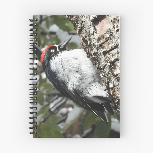 Item preview, Acorn woodpecker, wild birds, wildlife gifts designed and sold by Sandra O'Toole.
