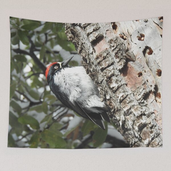 Item preview, Acorn woodpecker, wild birds, wildlife gifts designed and sold by Sandra O'Toole.