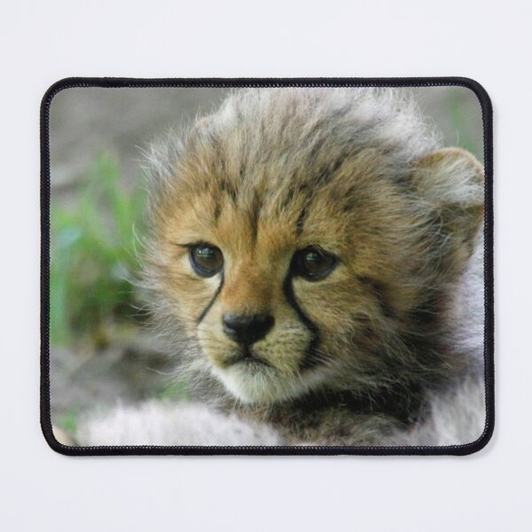 Item preview, Cheetah 013 designed and sold by JAMFoto.