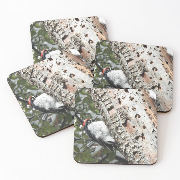 Item preview, Acorn woodpecker, wild birds, wildlife gifts designed and sold by Sandra O'Toole.