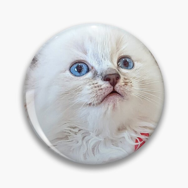 Item preview, Sweet Christmas ragdoll kitten designed and sold by Fluffycat2020.