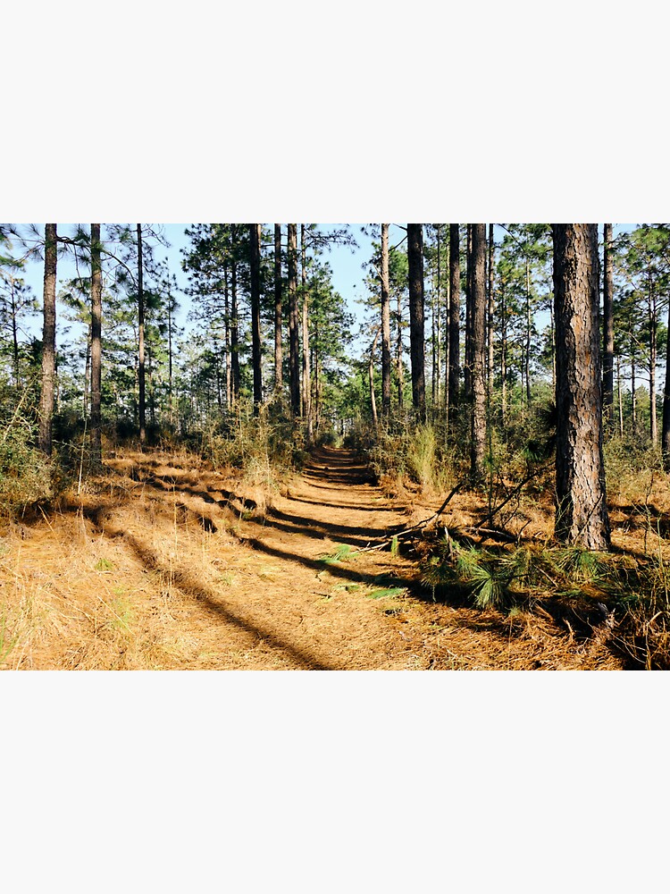 "Backbone Trail Kisatchie National Forest Louisiana" Sticker for Sale by chillbilldill Redbubble