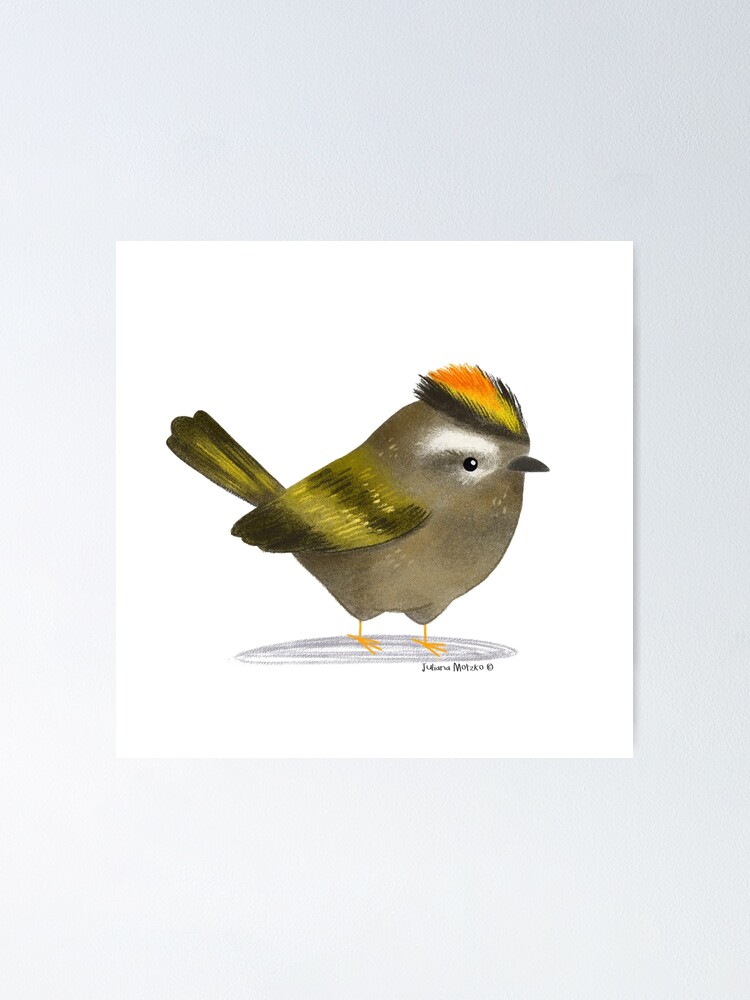 Golden Crowned Kinglet Bird