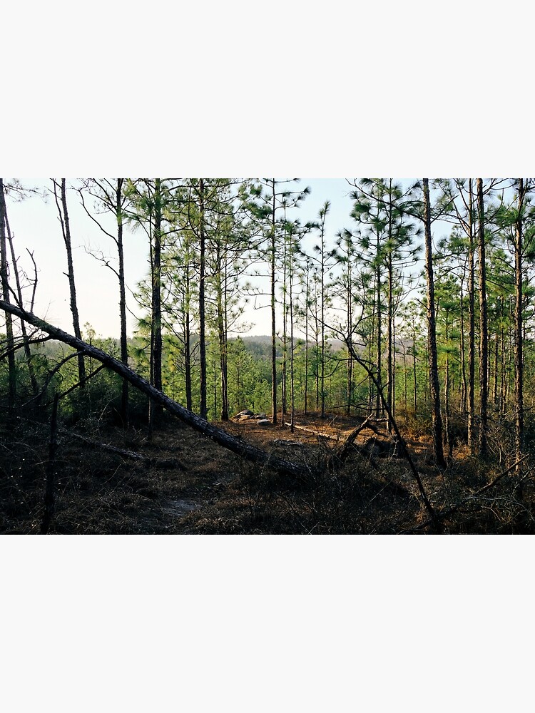 "Backbone Trail Louisiana Kisatchie National Forest" Poster for Sale by