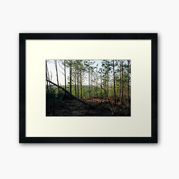 Backbone Trail Louisiana Kisatchie National Forest Framed Art Print