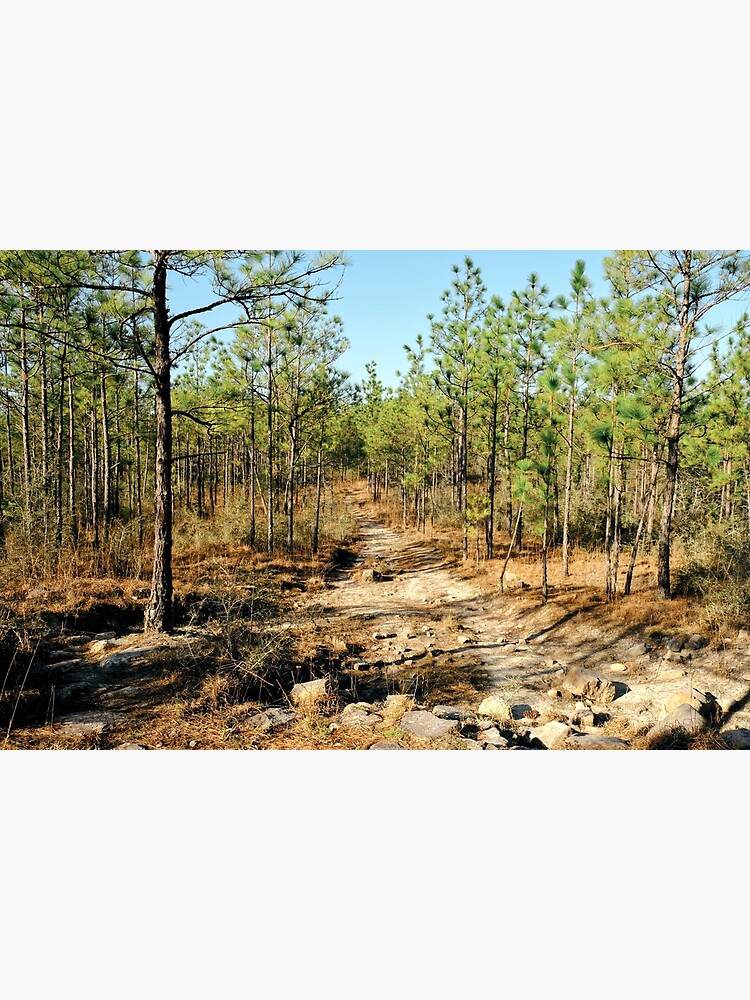 "Rocky Sandy Trail Backbone Trail Kisatchie National Forest" Poster for