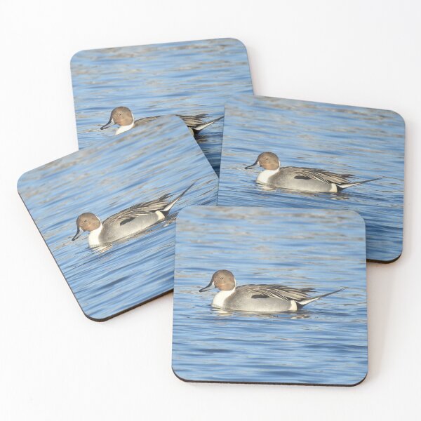 Item preview, Northern pintail duck, wild birds, wildlife gifts designed and sold by Sandra O'Toole.