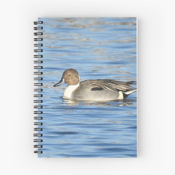 Item preview, Northern pintail duck, wild birds, wildlife gifts designed and sold by Sandra O'Toole.