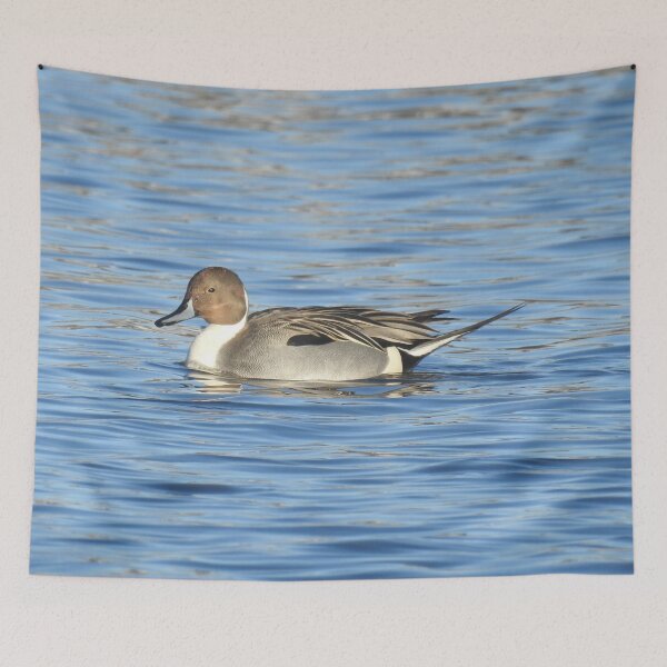 Item preview, Northern pintail duck, wild birds, wildlife gifts designed and sold by Sandra O'Toole.