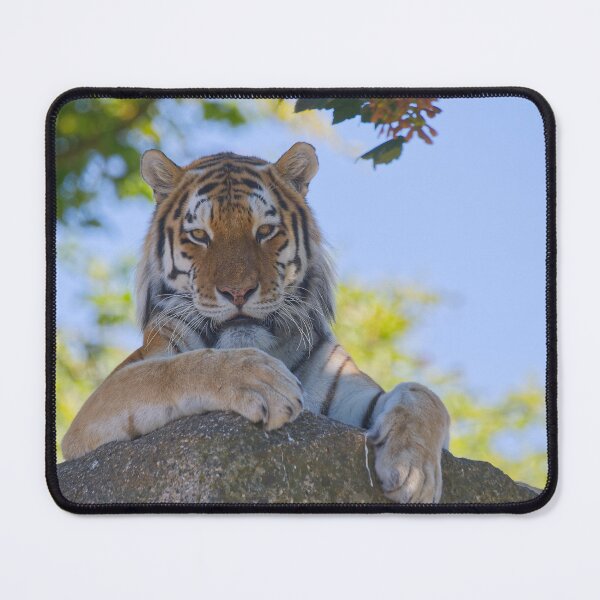 Item preview, Tiger on the rocks designed and sold by Willbadmanphoto.