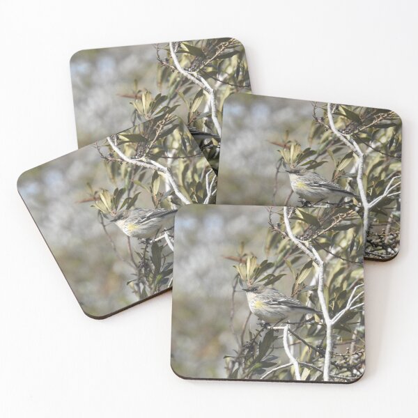 Item preview, Yellow-rumped, myrtle, warbler, wild birds, wildlife gifts designed and sold by Sandra O'Toole.