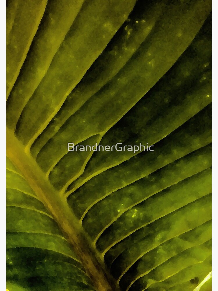 Musa by BrandnerGraphic