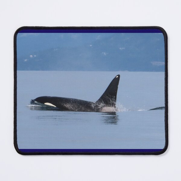 Item preview, Male Bigg's Killer Whale designed and sold by Whale & Dolphin Wisdom Retreats.