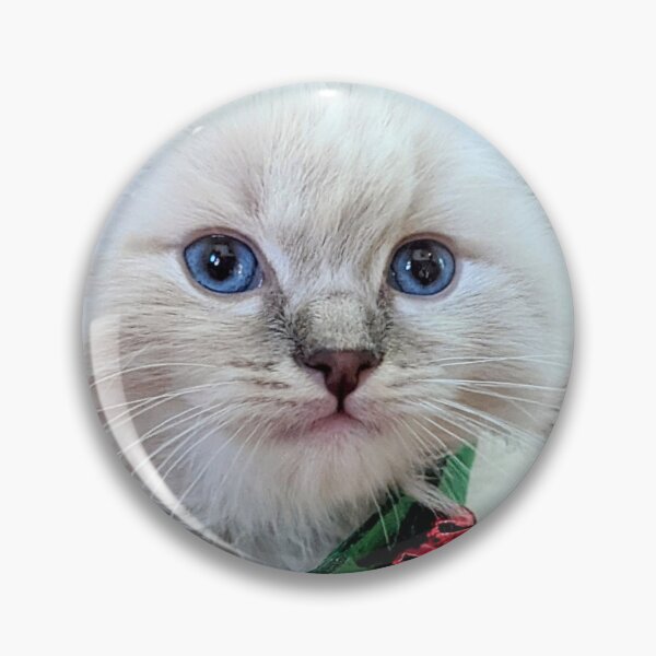Item preview, Sweet Christmas ragdoll kitten designed and sold by Fluffycat2020.