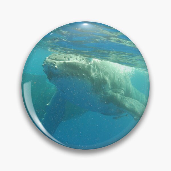 Item preview, Humpback calf coming to say Hello! designed and sold by Whale & Dolphin Wisdom Retreats.