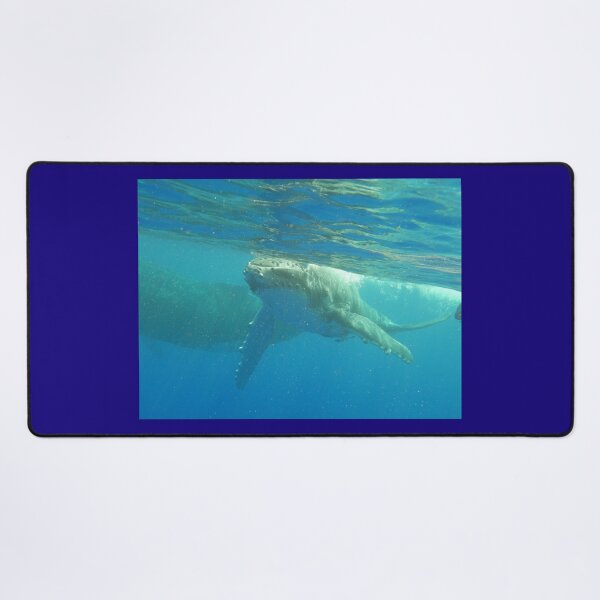 Item preview, Humpback calf coming to say Hello! designed and sold by Whale & Dolphin Wisdom Retreats.