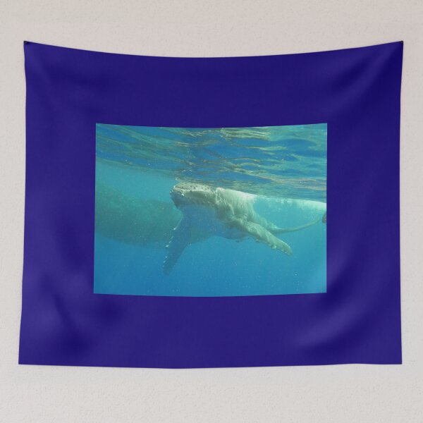 Item preview, Humpback calf coming to say Hello! designed and sold by Whale & Dolphin Wisdom Retreats.