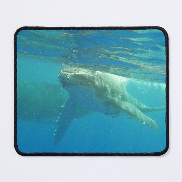 Item preview, Humpback calf coming to say Hello! designed and sold by Whale & Dolphin Wisdom Retreats.