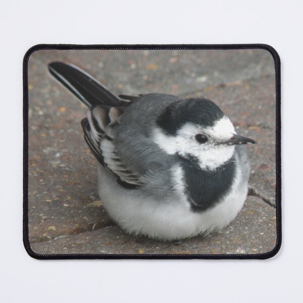 Item preview, Pied Wagtail on pavement Photograph designed and sold by naturegallery.