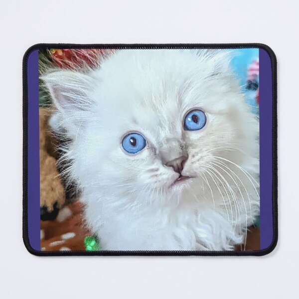 Item preview, Sweet Christmas ragdoll kitten designed and sold by Fluffycat2020.
