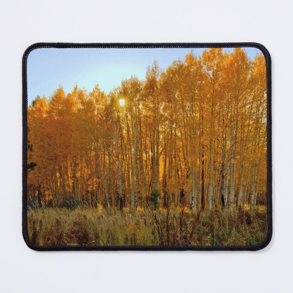 Item preview, Sundown Through The Aspens designed and sold by K D Graves Photography.