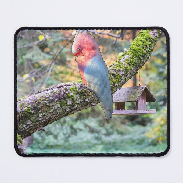 Item preview, Adorable Snuggling Galah Bird designed and sold by katiebca2.