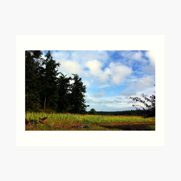 Whidbey Corn Field Art Print