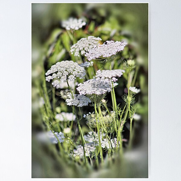Item preview, Queen Anne's Lace designed and sold by cdudak.