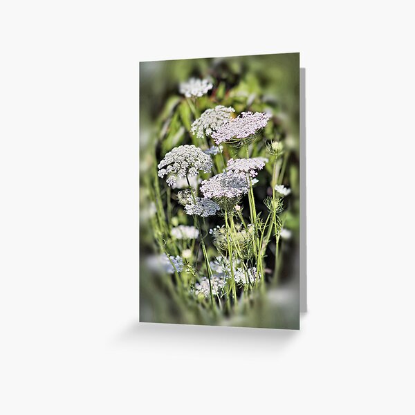 Queen Anne's Lace Greeting Card