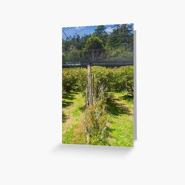 Item preview, Blueberry Farm Netting designed and sold by Michael McGimpsey.